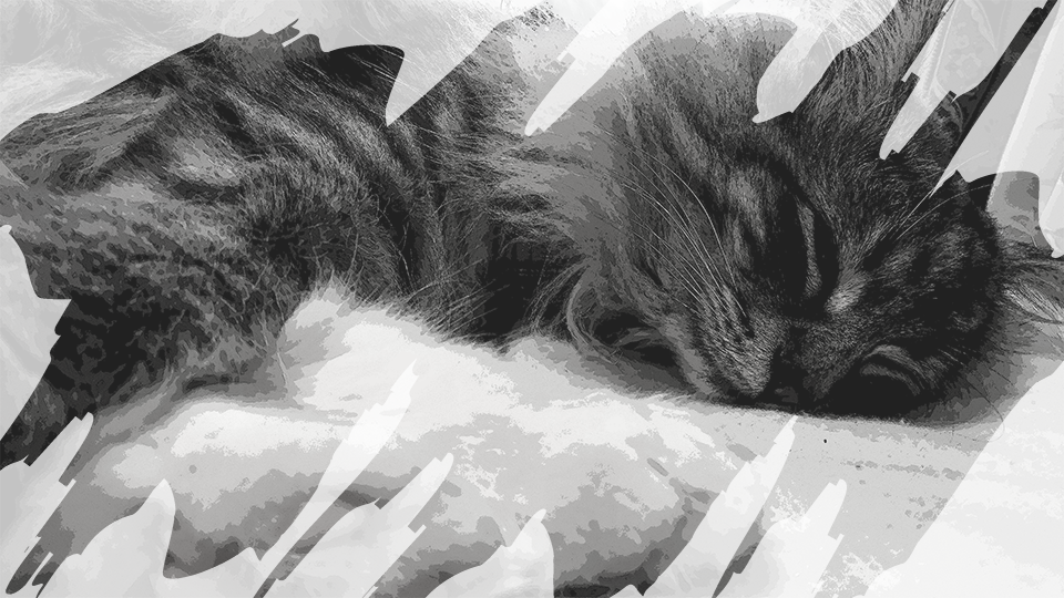 【ねこがかわいいだけ】